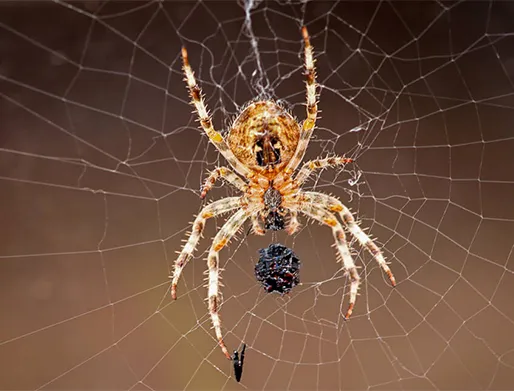 Dedetização de Aranhas em Mogi das Cruzes