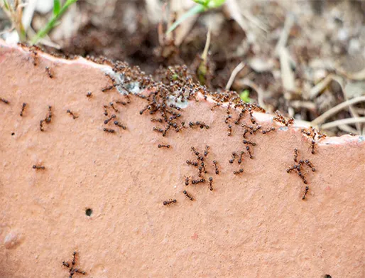 Dedetização de Formigas em São Sebastião